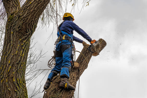 Best Tree Maintenance Programs  in Troup, TX