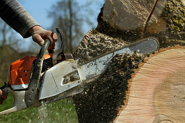 Best Tree Removal  in Troup, TX